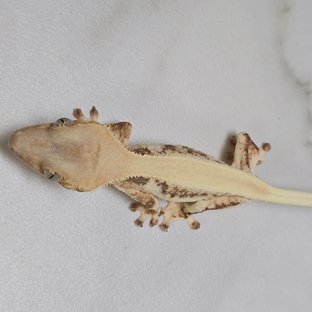 릴리화이트 솔리드백