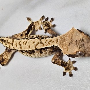 트라이 익스트림할리퀸