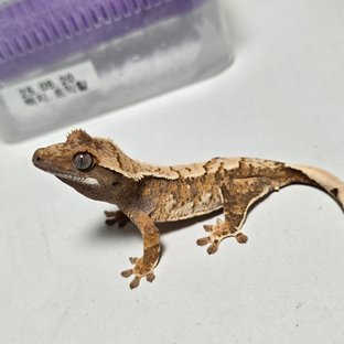 트라이 익스트림할리퀸