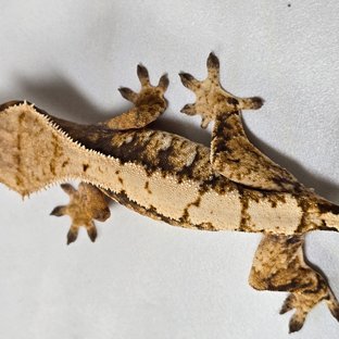 트라이 익스트림할리퀸