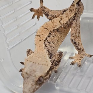 트라이 익스트림할리퀸