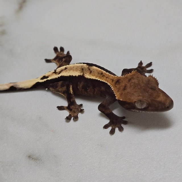 세이블 100%헷아잔틱