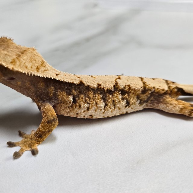 트라이 익스트림할리퀸