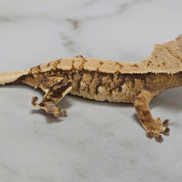 트라이 익스트림할리퀸