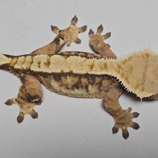 트라이 익스트림할리퀸