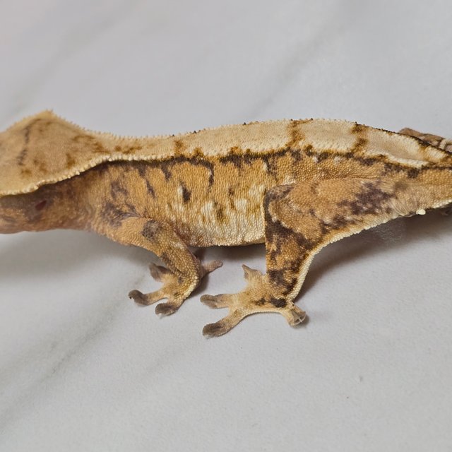 트라이 익스트림할리퀸