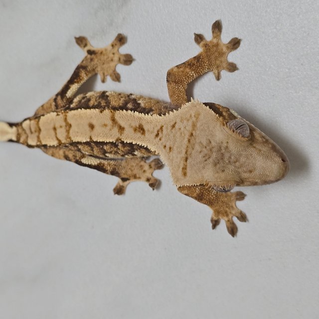 트라이 익스트림할리퀸