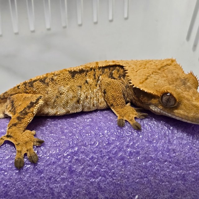 트라이 익스트림할리퀸 옐로우