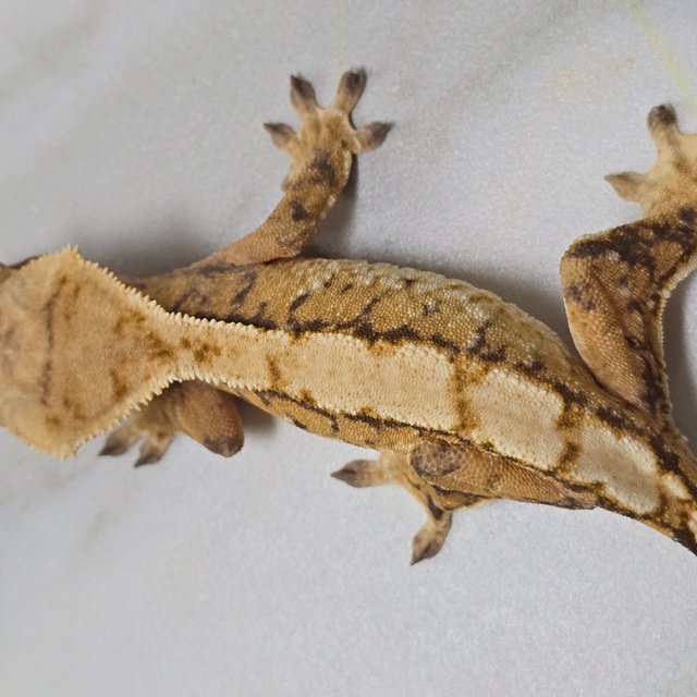 트라이 익스트림할리퀸