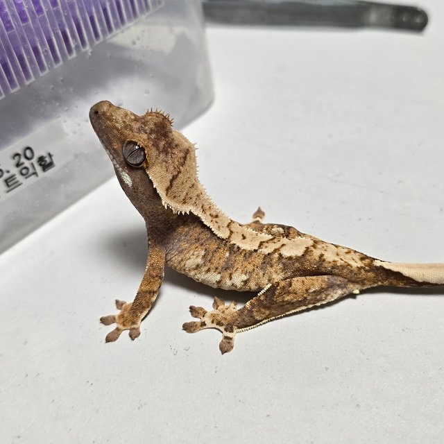 트라이 익스트림할리퀸