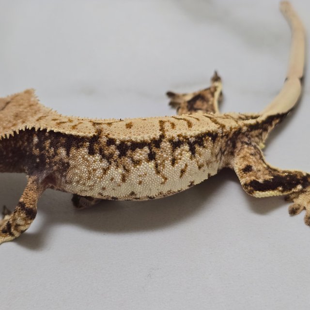 트라이 익스트림할리퀸