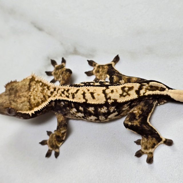 트라이 익스트림할리퀸 다크