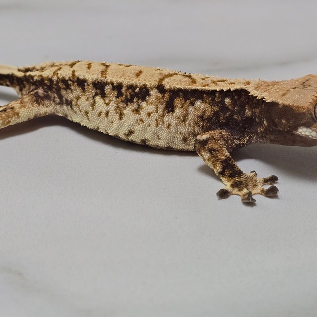 트라이 익스트림할리퀸