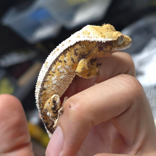 트라이
