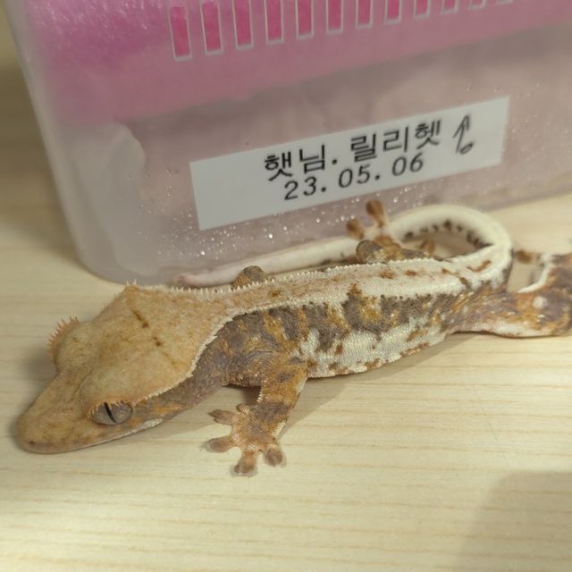 릴리100%헷아잔틱