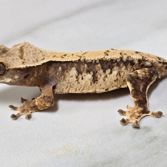 트라이 익스트림할리퀸