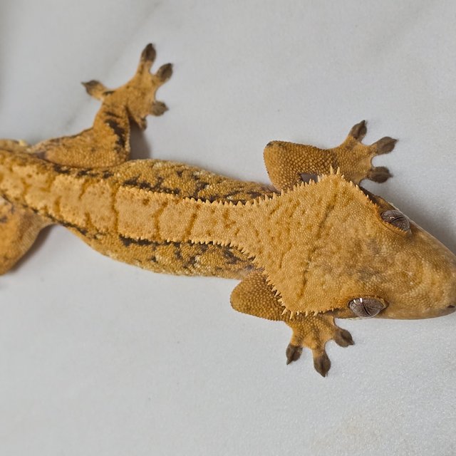 트라이 익스트림할리퀸 옐로우