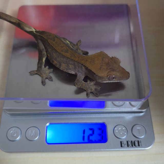 챠콜 알티