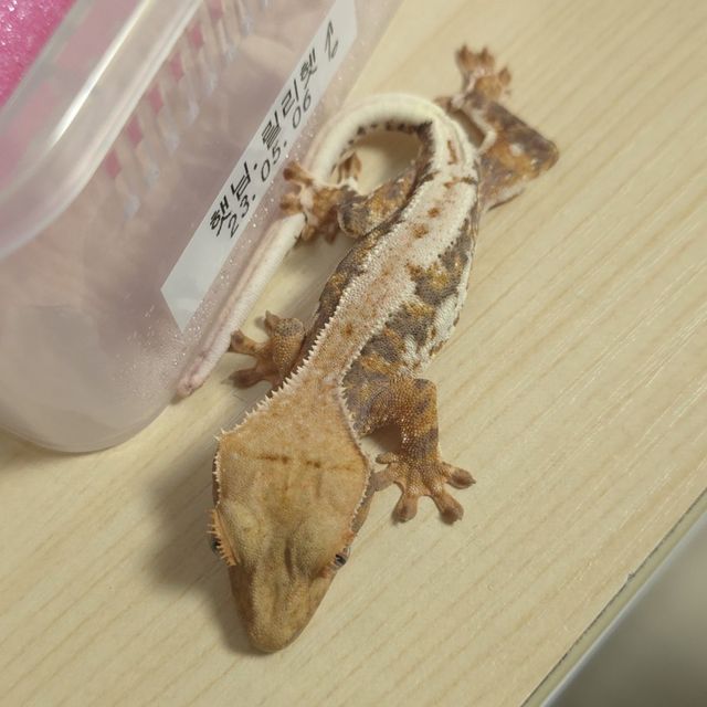 릴리100%헷아잔틱
