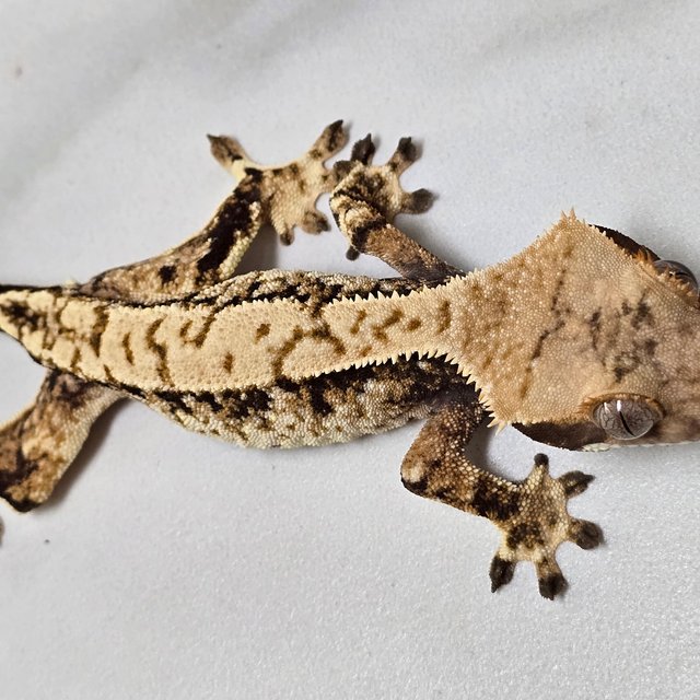 트라이 익스트림할리퀸