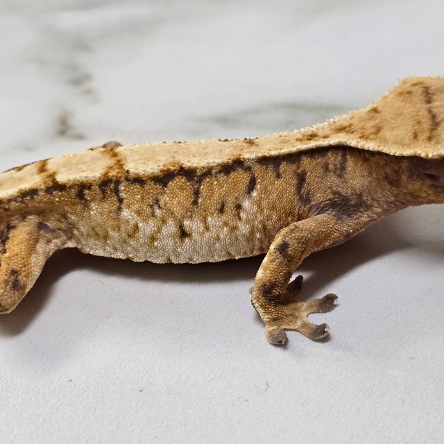 트라이 익스트림할리퀸