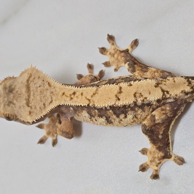 트라이 익스트림할리퀸