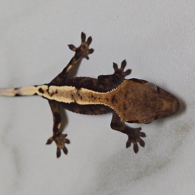 세이블 100%헷아잔틱