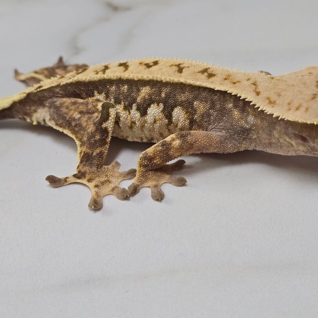 트라이 익스트림할리퀸