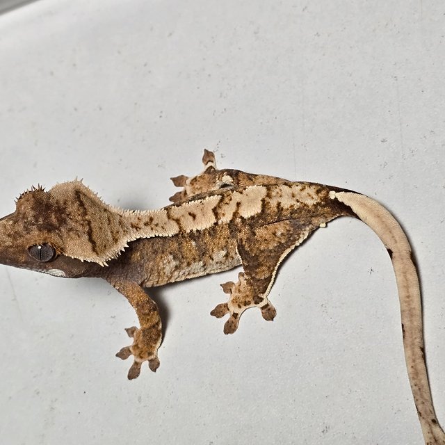 트라이 익스트림할리퀸