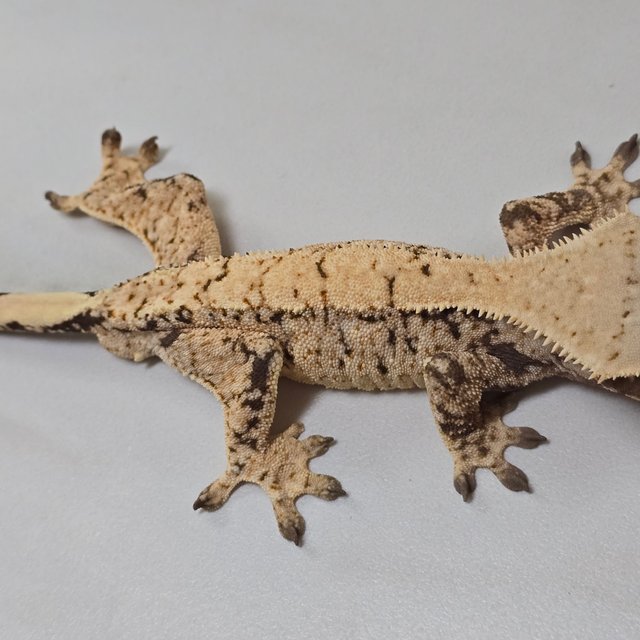 트라이 익스트림할리퀸