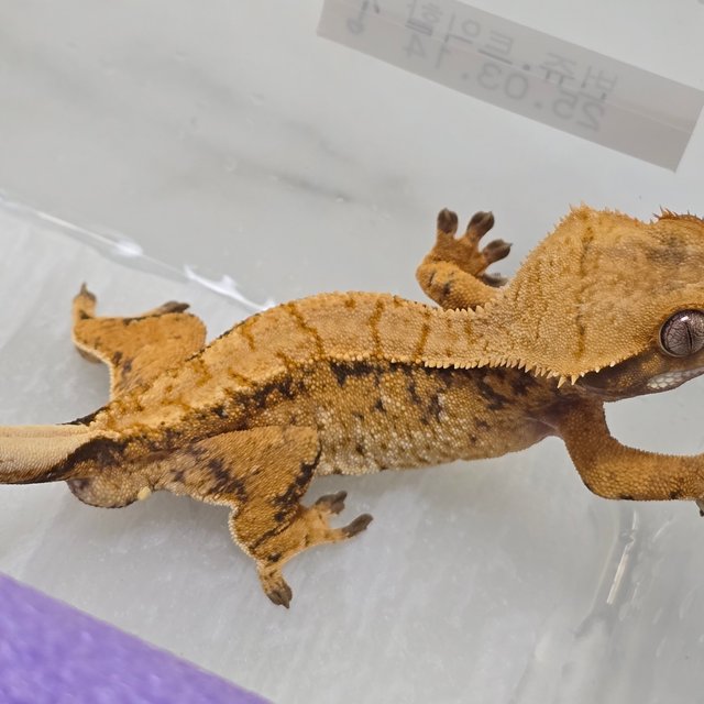 트라이 익스트림할리퀸 옐로우