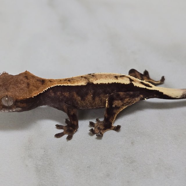 세이블 100%헷아잔틱