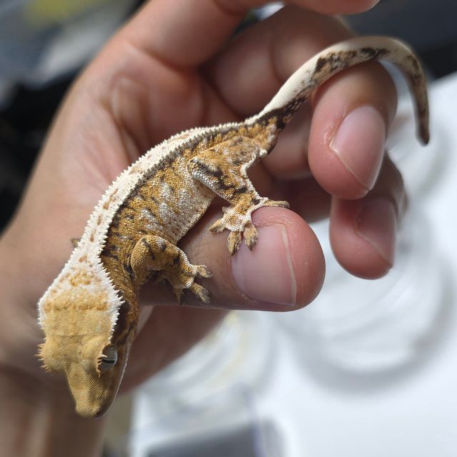 트라이