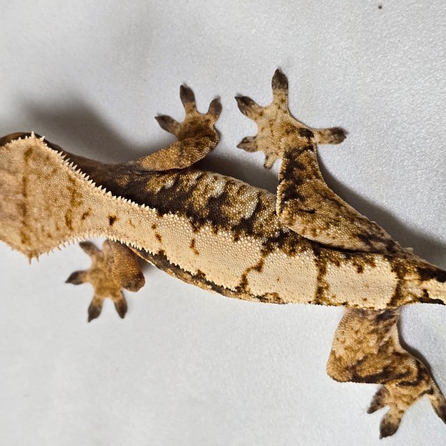 트라이 익스트림할리퀸