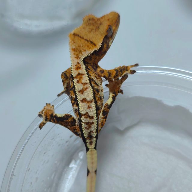 트라이