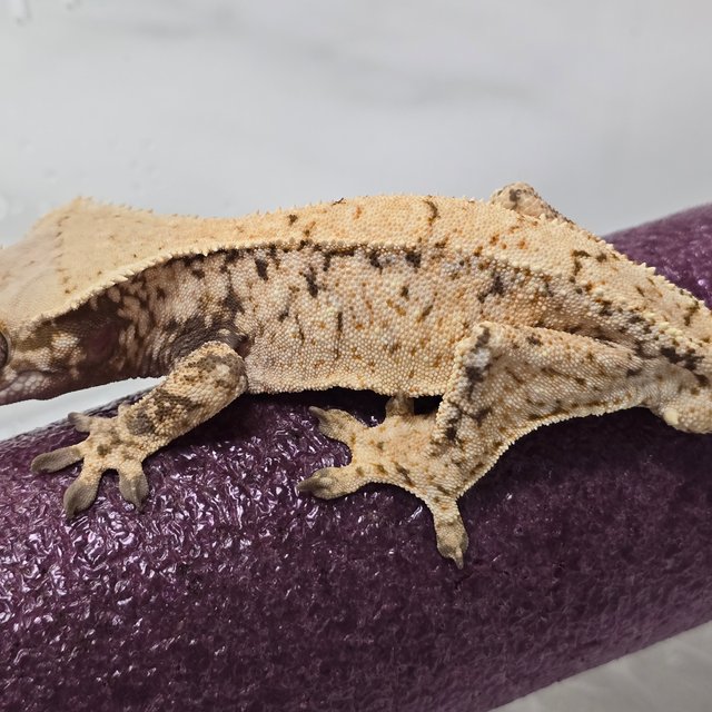 트라이 익스트림할리퀸