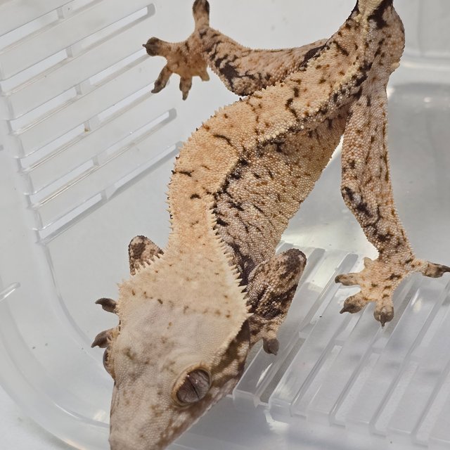 트라이 익스트림할리퀸