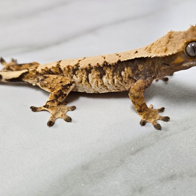 트라이 익스트림할리퀸