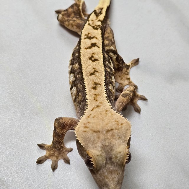 트라이 익스트림할리퀸