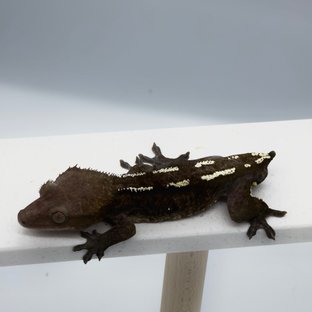 아잔틱