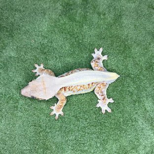 릴리100%헷아잔틱 솔리드백