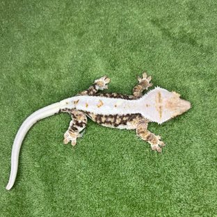 릴리100%헷아잔틱