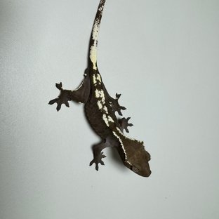 아잔틱