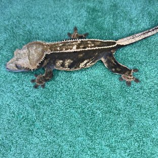 100%헷아잔틱 풀핀