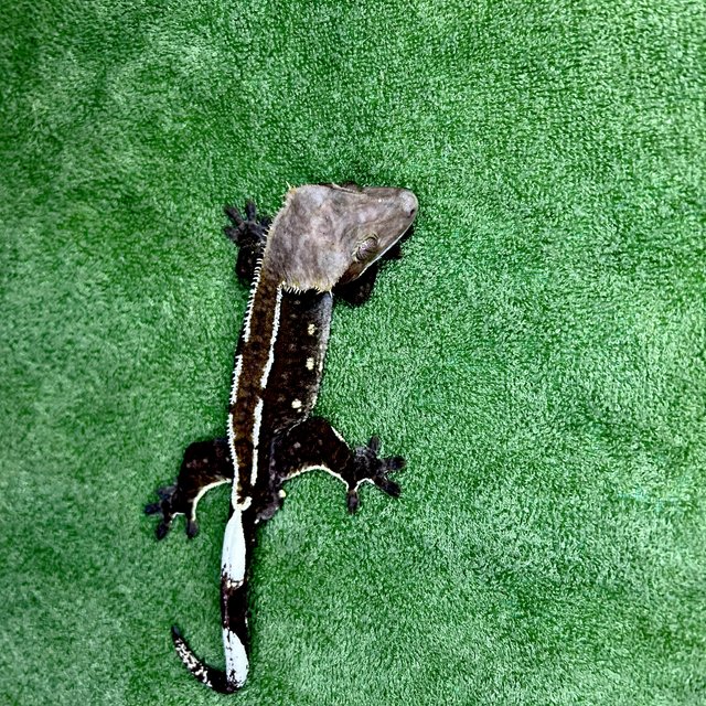 아잔틱 화이트포트홀 화이트핀