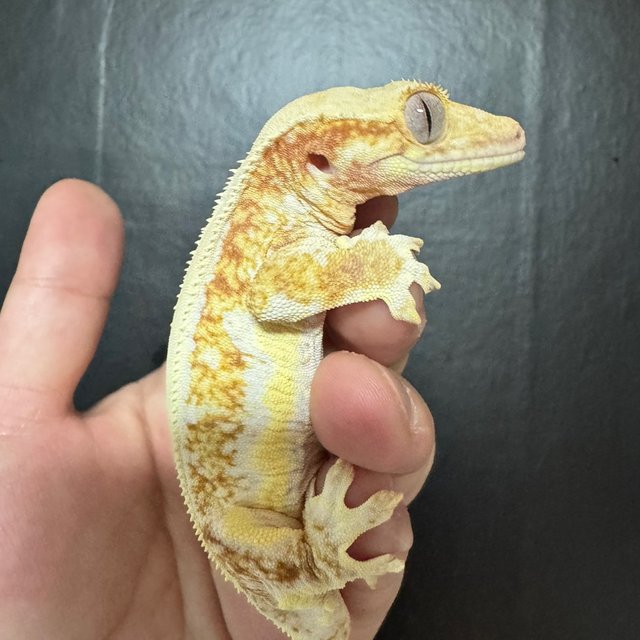 릴리100%헷아잔틱