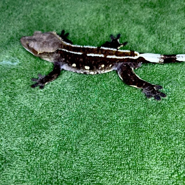 아잔틱 화이트포트홀 화이트핀