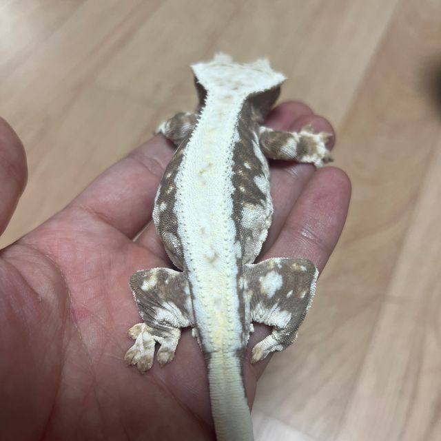 릴리100%헷아잔틱