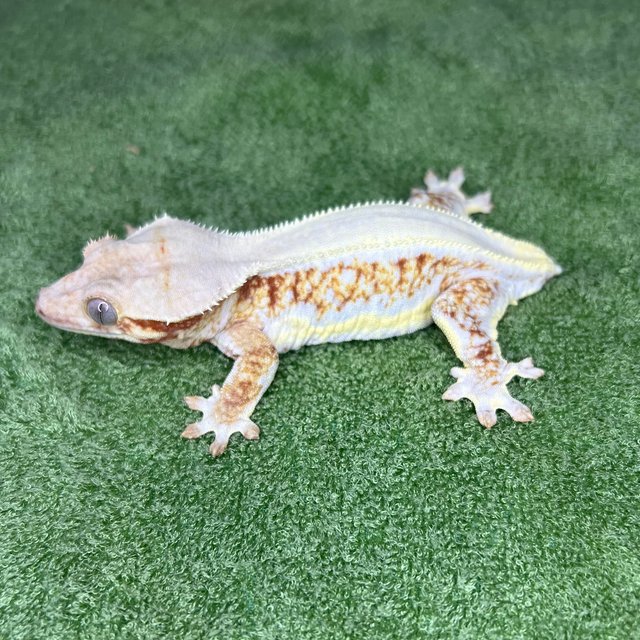 릴리100%헷아잔틱 솔리드백