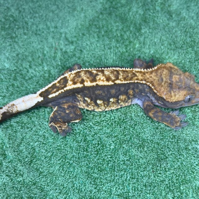 100%헷아잔틱 풀핀